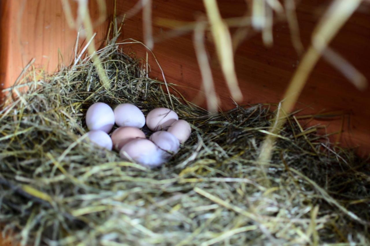 Zakatek Szczescia Eko Agroturystyka Kiwity Buitenkant foto