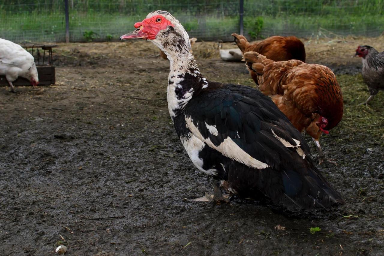 Zakatek Szczescia Eko Agroturystyka Kiwity Buitenkant foto
